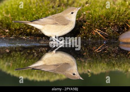 Wood warbler, Phylloscopus sibilatrix. a beautiful bird swims and looks at the reflection in the water Stock Photo