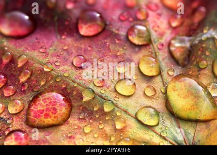 Brightly colored maple leaf in autumn with water drops Stock Photo