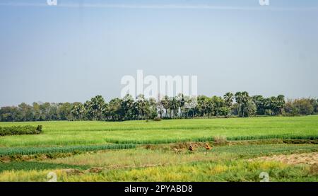 Trees lined up in the horizon against green rice fields in the foreground and blue sky in the background. Rural Indian village Landscape. India South Asia Pacific Stock Photo