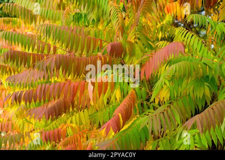 Vinegar tree Stock Photo