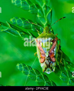 Juniper Shield Bug (Cyphostethus tristriatus) Insecta Stock Photo - Alamy