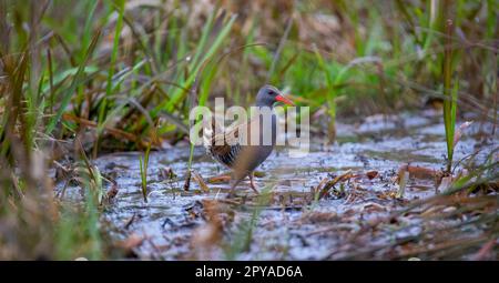 Water Rail Rallus aquaticus running on the surface to quickly hide., the best photo. Stock Photo