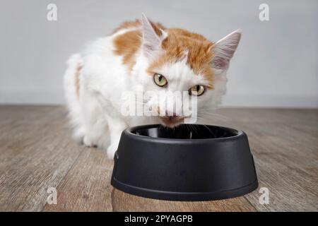 Cute tabby cat makes a funny face beside a food bowl. Stock Photo