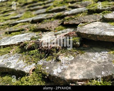 Bright green of mossy tiled roof in rural zone. Old roof tiles. Thick green moss and lichens grew on the roof. Pleasant ambient of the homeland, at home. The concept of tradition, home, antiquity. Stock Photo