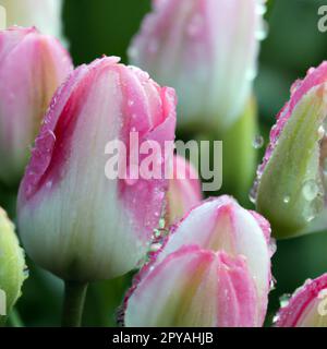 tulip Tulipa, bulbous herbs in the lily family Liliaceae. Tulips, garden flowers, cultivars and varieties have been developed. Terry white, pink flowers with yellow veins. Uneven edges of the petals Stock Photo