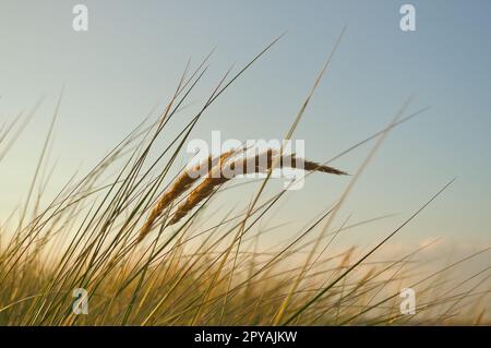 Grass on a dune on the coast at sunset. Nature photo during a hike on the Baltic Sea Stock Photo
