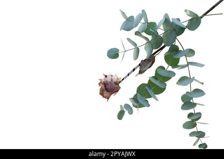 Eucalyptus branch with dried rose on white Stock Photo