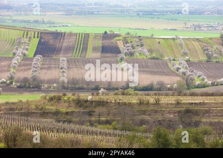 spring landscape with vineyards near Velke Pavlovice, Southern Moravia, Czech Republic Stock Photo