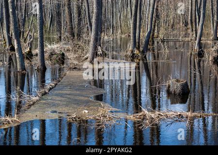 Garbage in muddy water in the forest, thrown out by man. Environmental disaster in nature. The problem of trash in nature. Horizontally. Stock Photo