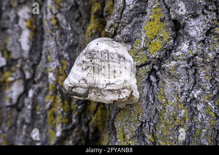 Mushrooms on a tree trunk Stock Photo