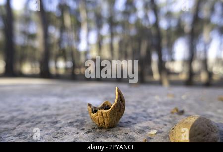 Walnut shells in the forest Stock Photo
