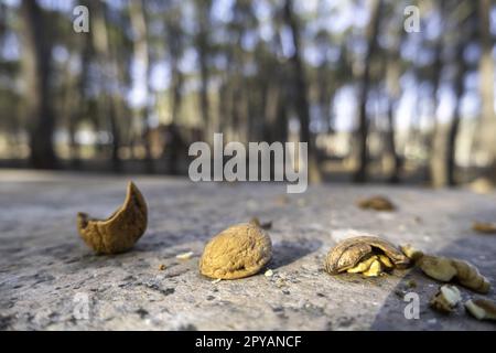 Walnut shells in the forest Stock Photo