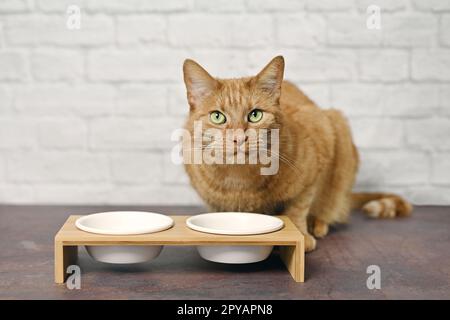 Hungry ginger tabby cat beside a food dish looking to the camera and waiting for food. Stock Photo
