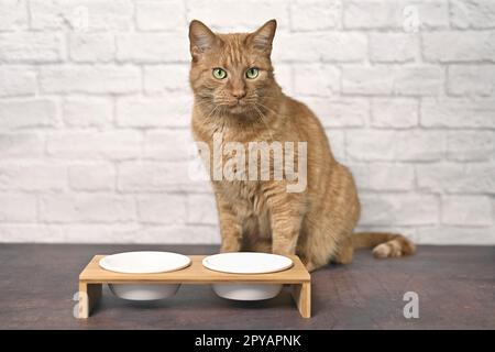 Cute ginger cat beside a double food dish waiting for food. Stock Photo
