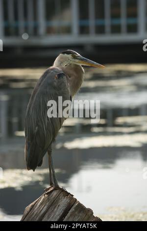 standing great blue heron photographed in late afternoon at an urban wetlands on the edge of Lake Ontario Stock Photo