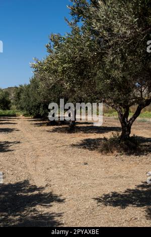 plantation of olive trees during summer season at  island at the Mediterranean Sea Stock Photo