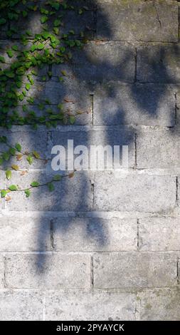 background texture of white brick wall with a tree shadow on it Stock Photo