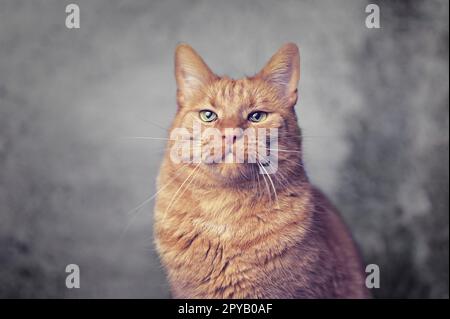 Ginger cat making a face and looking sad at camera. Stock Photo