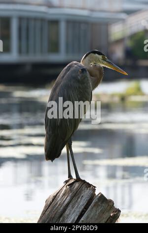 standing great blue heron photographed in late afternoon at an urban wetlands on the edge of Lake Ontario Stock Photo