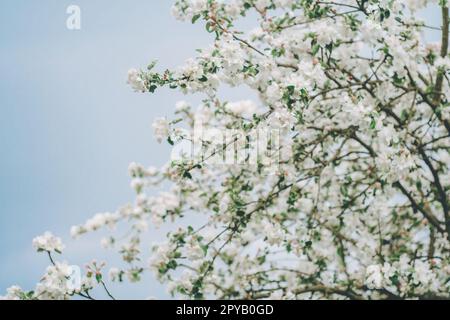 Blurred creative background of branches of apple tree in bloom, against blue sky. White flowers of fruit tree in spring Stock Photo