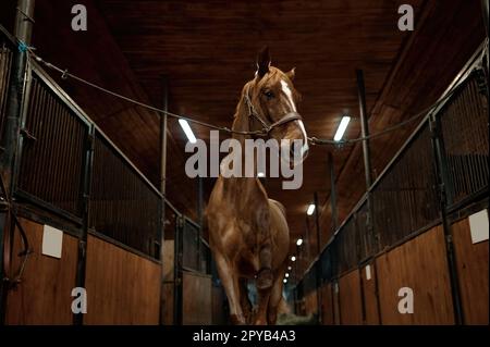 Portrait of young purebred stallion tied standing in stalls Stock Photo