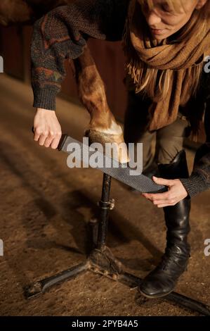 Female horse owner trimming and shaping young stallion hoof Stock Photo