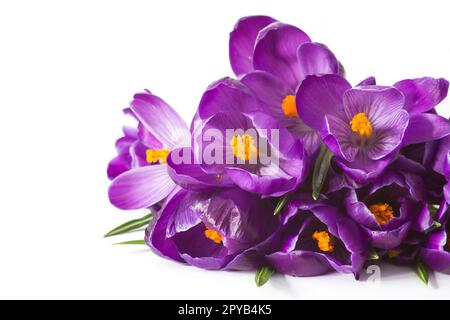 crocus flowers on white background - fresh spring flowers Stock Photo