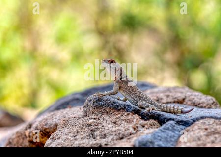 Cuvier's Madagascar Swift (Oplurus cuvieri), Miandrivazo, Menabe Madagascar wildlife Stock Photo