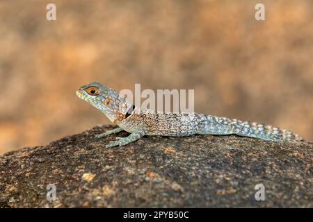 Cuvier's Madagascar Swift (Oplurus cuvieri), Miandrivazo, Menabe Madagascar wildlife Stock Photo