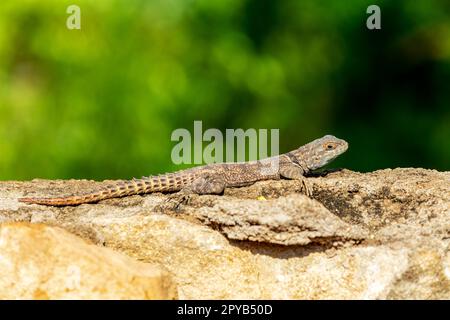 Cuvier's Madagascar Swift (Oplurus cuvieri), Miandrivazo, Menabe Madagascar wildlife Stock Photo