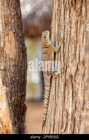 Cuvier's Madagascar Swift (Oplurus cuvieri), Kirindy Forest. Madagascar wildlife Stock Photo