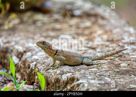 Cuvier's Madagascar Swift (Oplurus cuvieri), Tsingy de Bemaraha. Madagascar wildlife Stock Photo