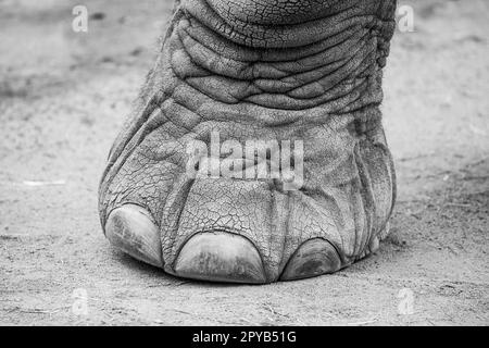 Close up black and white image of african elephant foot Stock Photo