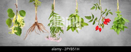 Fresh tea plants hung up to dry with grey background Stock Photo