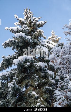 Pine trees covered in snow, against a blue winter sky Stock Photo