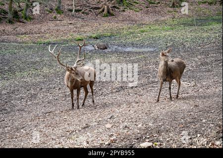 Deer and Doe female Deer Cow standing next to each other in the nature, looking away, deer sitting in a puddle of mud in the background, Wildlife Park Brudergrund, Erbach Stock Photo