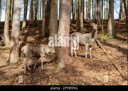 Two Female Deer Cow Doe in the wild between trees in the valley, looking at camera, Wildlife Park Brudergrund, Erbach, Germany Stock Photo