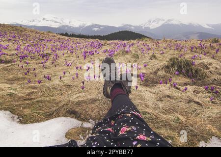 Close up female crossed legs on crocus flowers hill concept photo Stock Photo