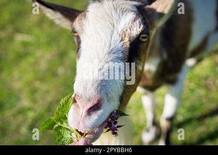 The goat looks into the camera, the goat stands among the green field, grazing the animal. Rural economy. Close-up. Stock Photo