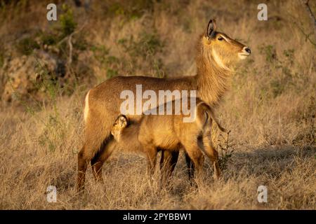 Female common waterbuck nurses calf in grass Stock Photo