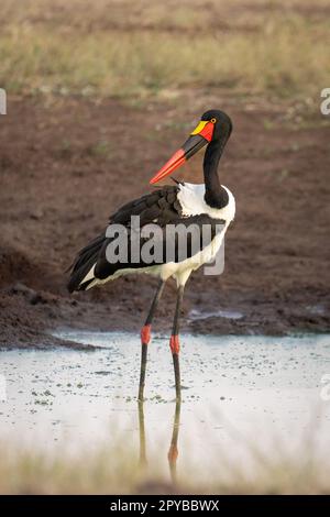 Female saddle-billed stork turns head in waterhole Stock Photo