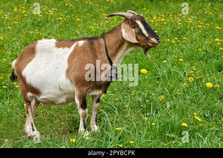 Brown-white goat with two small bells in side view on a meadow Stock Photo