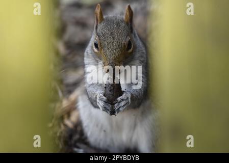 Close-Up Image of a Grey Squirrel (Sciurus carolinensis)  Facing Camera with Ears Back, While Holding a Recently Dug-Up Acorn in Its Paws, UK Stock Photo