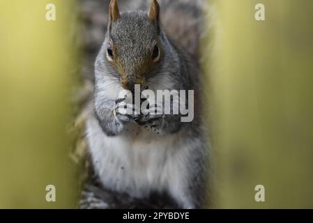 Close-Up Facing Image of a Grey Squirrel (Sciurus carolinensis) Eating an Acorn Held Between Two Front Paws, taken in Mid-Wales, UK in Late Spring Stock Photo