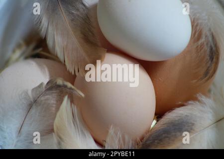 Organic eggs between chicken feathers, close up. Healthy eating concept idea. Stock Photo