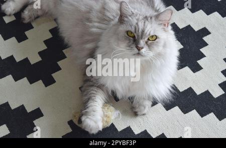 Fluffy cat with gorgeous eyes at home. Stock Photo