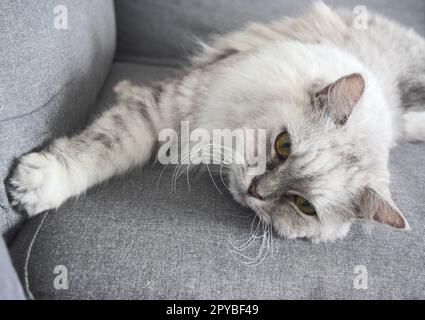 Fluffy cat with gorgeous eyes at home. Stock Photo