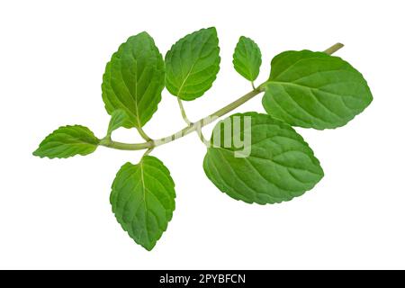 Fresh peppermint leaves isolated on white background Stock Photo