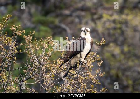 Osprey on a tree looking toward camera - between Baum and Crystal Lakes - Shasta County, California, USA Stock Photo