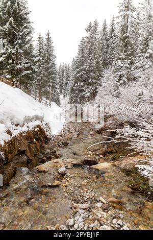 Small babbling brook with snow covered fir trees in Mühlbach am Hochkönig Province of Salzburg in Austria Stock Photo